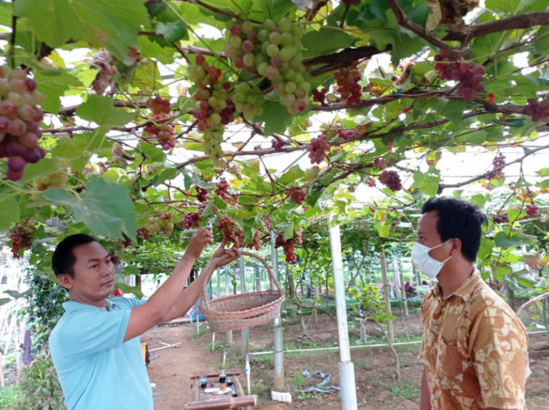 Belajar Budidaya Anggur Hingga Eropa Kini Sukses Berkebun Anggur